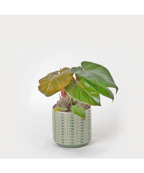 Deluxe Summer Glory Philodendron