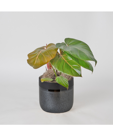 Bring a splash of tropical radiance into your space with our Summer Glory Philodendron.