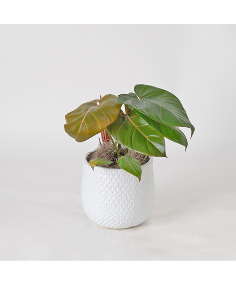 Deluxe Summer Glory Philodendron