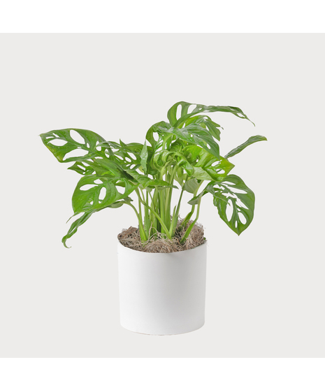 The Swiss Cheese Philodendron, also known as Monstera adansonii, is beloved for its unique, eye-catching foliage.