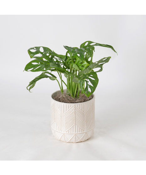 Deluxe Swiss Cheese Philodendron