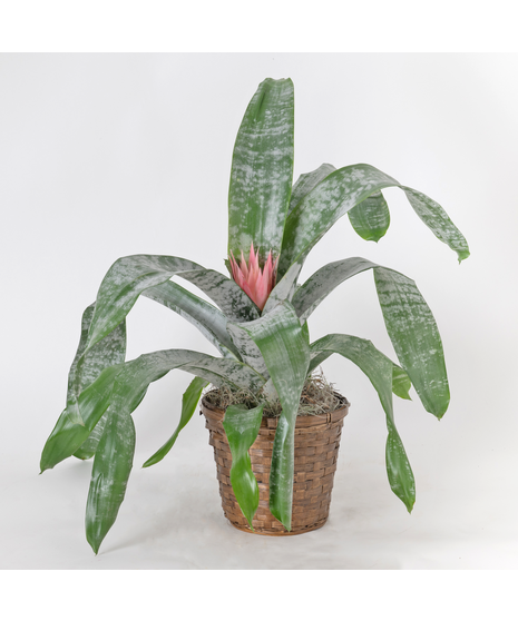 Bromeliad Aechmea Fasciata