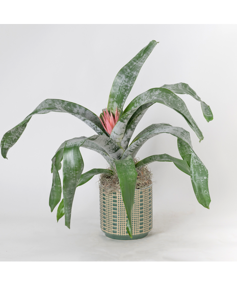A perfect and glowing Bromeliad blooming plant.