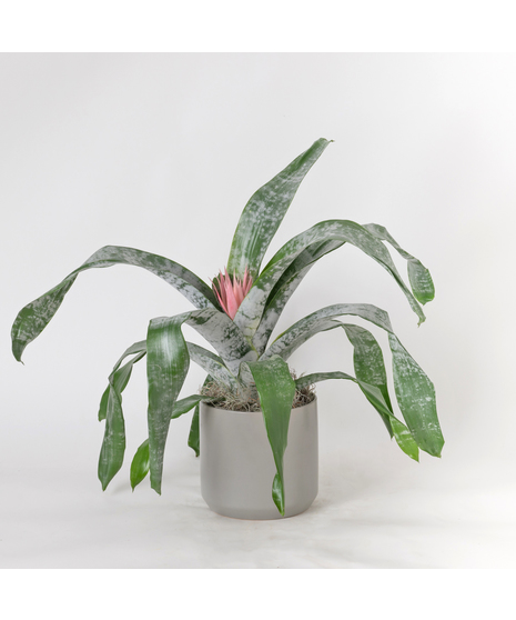 A perfect and glowing Bromeliad blooming plant.