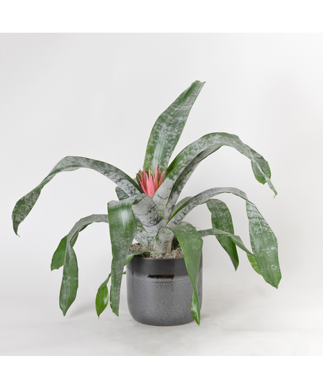 A perfect and glowing Bromeliad blooming plant.