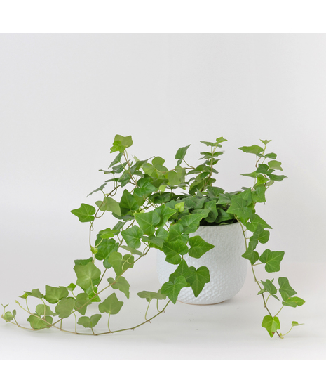 The classic English Ivy is a timeless favorite, loved for its lush, trailing vines and elegant, evergreen leaves.