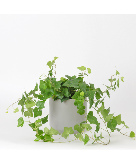 The classic English Ivy is a timeless favorite, loved for its lush, trailing vines and elegant, evergreen leaves.