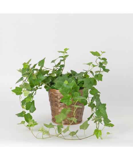 English Ivy