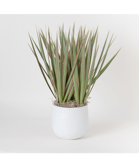 The Marginata Tricolor is a striking plant that adds bold color and style to any space.