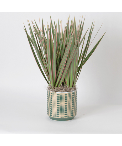 The Marginata Tricolor is a striking plant that adds bold color and style to any space.