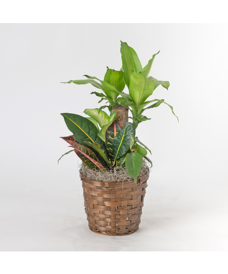 Dracaena Living Garden