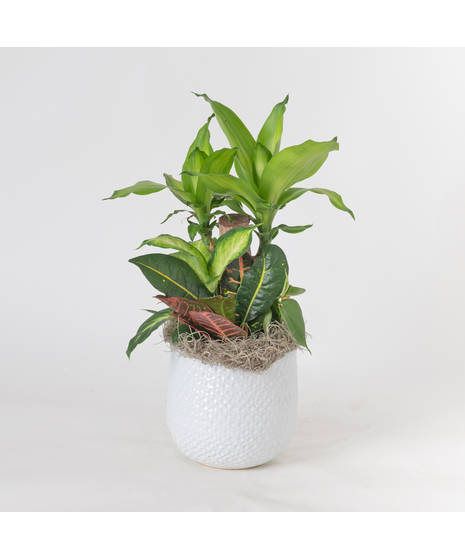 Bring a touch of modern elegance to your space with the Moonlight Philodendron in a 6-inch pot.