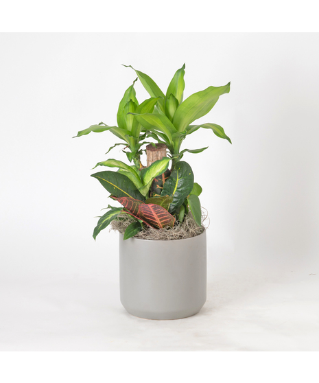Bring a touch of modern elegance to your space with the Moonlight Philodendron in a 6-inch pot.