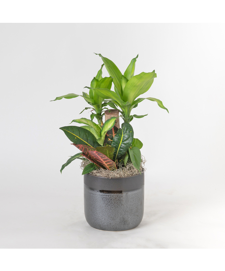 Bring a touch of modern elegance to your space with the Moonlight Philodendron in a 6-inch pot.