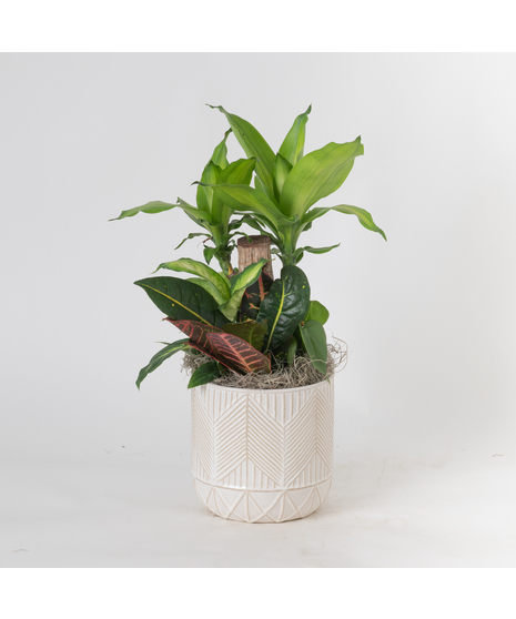 Bring a touch of modern elegance to your space with the Moonlight Philodendron in a 6-inch pot.