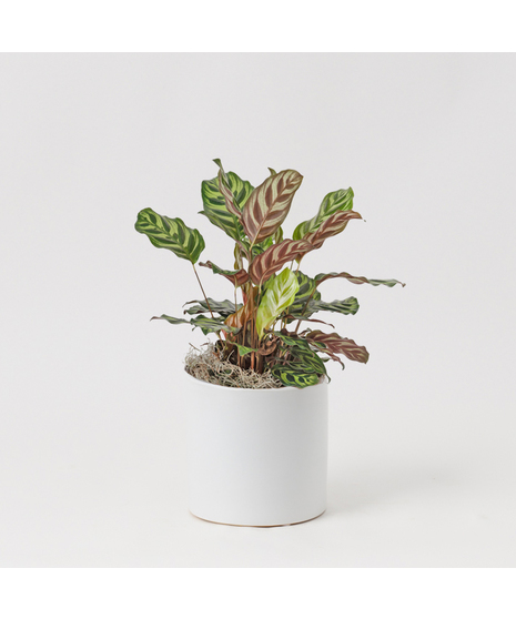 The Maranta, also known as the Prayer Plant, is a vibrant houseplant loved for its striking green leaves adorned with bold red veins and unique patterns .