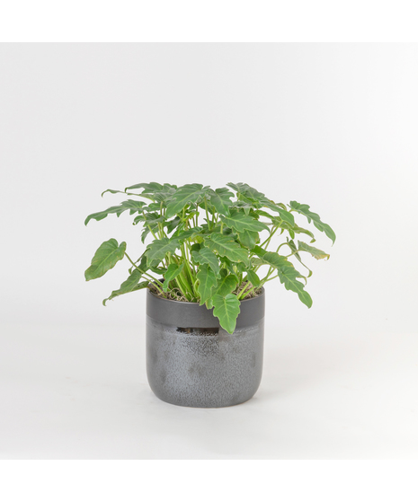 Deluxe Philodendron Xanadu