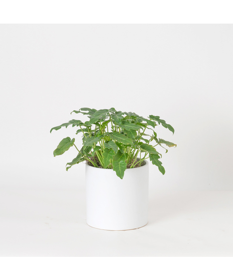 Bring a bold and tropical touch to any space with our Alocasia in an upgraded 6