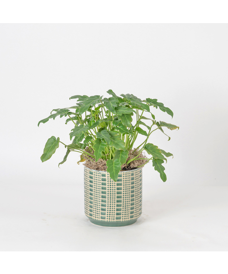 Bring a bold and tropical touch to any space with our Alocasia in an upgraded 6