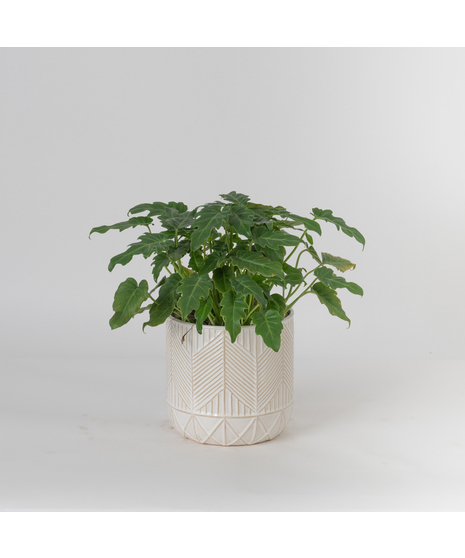 Bring a bold and tropical touch to any space with our Alocasia in an upgraded 6
