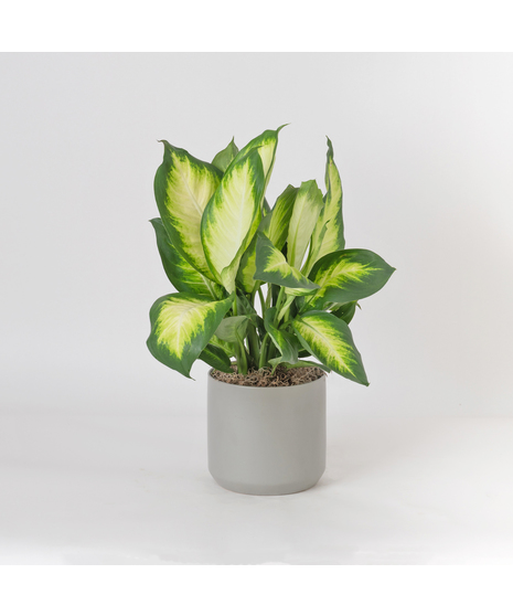 The Dieffenbachia Tropic Marianne is a striking houseplant known for its broad, glossy leaves painted in creamy ivory centers framed by deep green edges. 