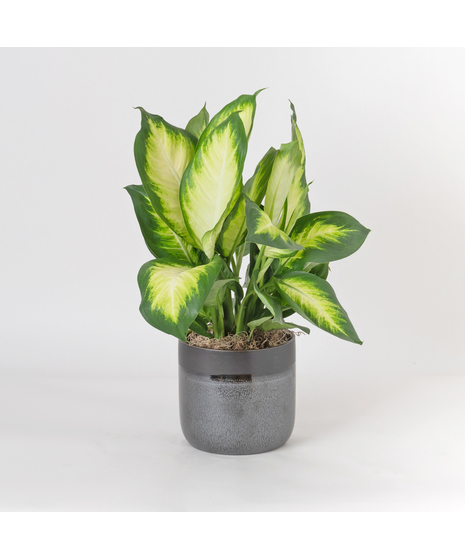 The Dieffenbachia Tropic Marianne is a striking houseplant known for its broad, glossy leaves painted in creamy ivory centers framed by deep green edges. 