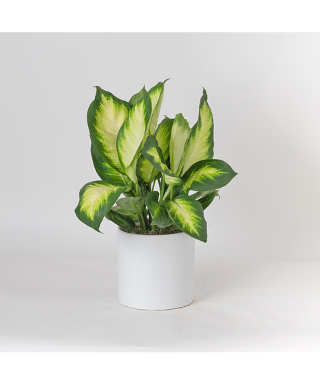 The Dieffenbachia Tropic Marianne is a striking houseplant known for its broad, glossy leaves painted in creamy ivory centers framed by deep green edges. 