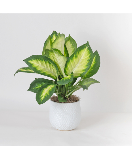 The Dieffenbachia Tropic Marianne is a striking houseplant known for its broad, glossy leaves painted in creamy ivory centers framed by deep green edges. 