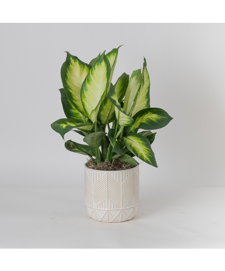 The Dieffenbachia Tropic Marianne is a striking houseplant known for its broad, glossy leaves painted in creamy ivory centers framed by deep green edges. 