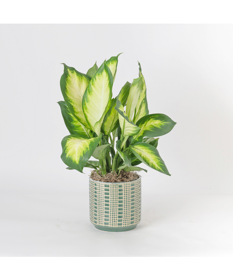 Deluxe Dieffenbachia Tropic Marianne