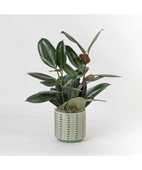 Deluxe Ficus Rubber Plant