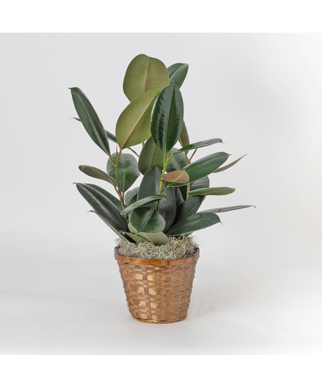 Ficus Rubber Plant