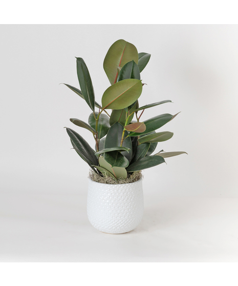 The Ficus Rubber Plant is a timeless favorite, admired for its glossy, deep green leaves and strong, upright growth that brings a touch of modern elegance to any space. 