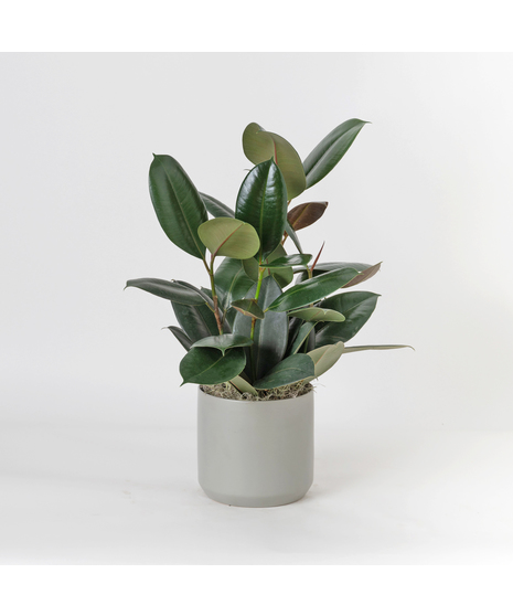 The Ficus Rubber Plant is a timeless favorite, admired for its glossy, deep green leaves and strong, upright growth that brings a touch of modern elegance to any space. 