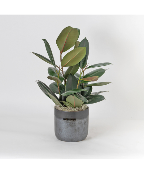 The Ficus Rubber Plant is a timeless favorite, admired for its glossy, deep green leaves and strong, upright growth that brings a touch of modern elegance to any space. 
