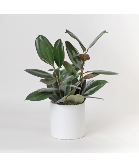 The Ficus Rubber Plant is a timeless favorite, admired for its glossy, deep green leaves and strong, upright growth that brings a touch of modern elegance to any space. 