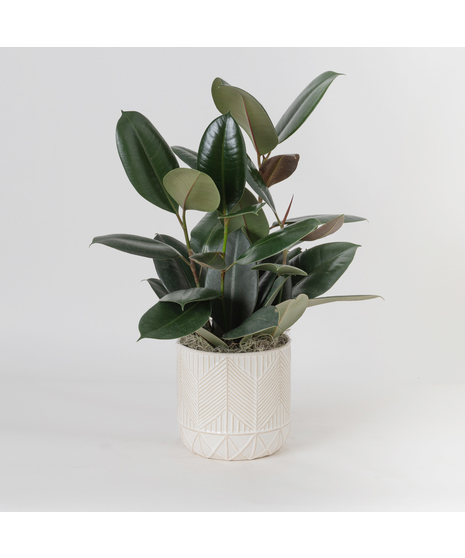The Ficus Rubber Plant is a timeless favorite, admired for its glossy, deep green leaves and strong, upright growth that brings a touch of modern elegance to any space. 