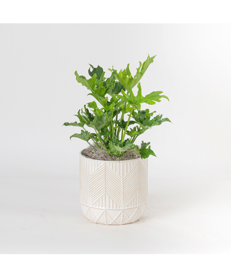 The Lickety Split Philodendron is a lush, tropical beauty known for its dramatic, deeply split leaves and easygoing nature.