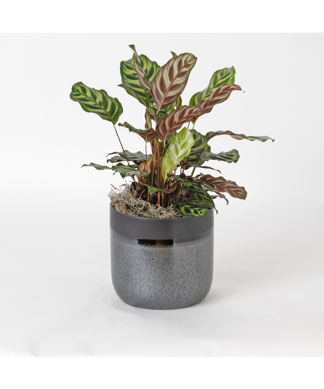 Maranta Leuconeura