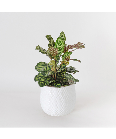 The Maranta, also known as the Prayer Plant, is a vibrant houseplant loved for its striking green leaves adorned with bold red veins and unique patterns .