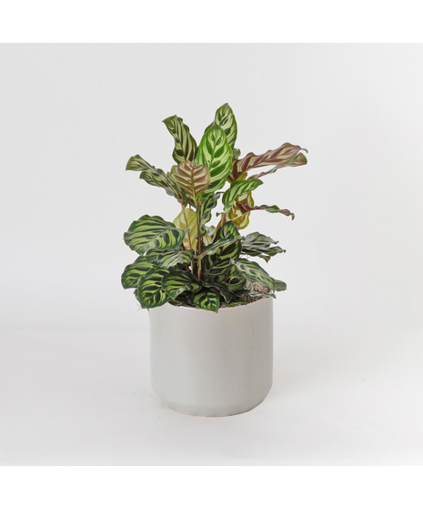 Maranta Leuconeura