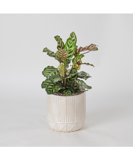 The Maranta, also known as the Prayer Plant, is a vibrant houseplant loved for its striking green leaves adorned with bold red veins and unique patterns .