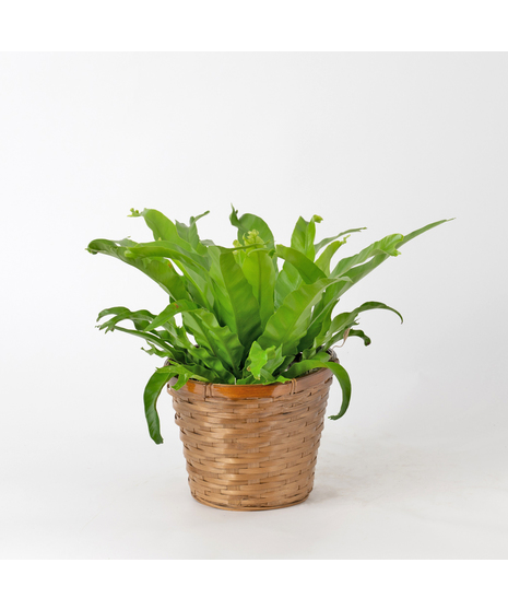 Birds Nest Fern