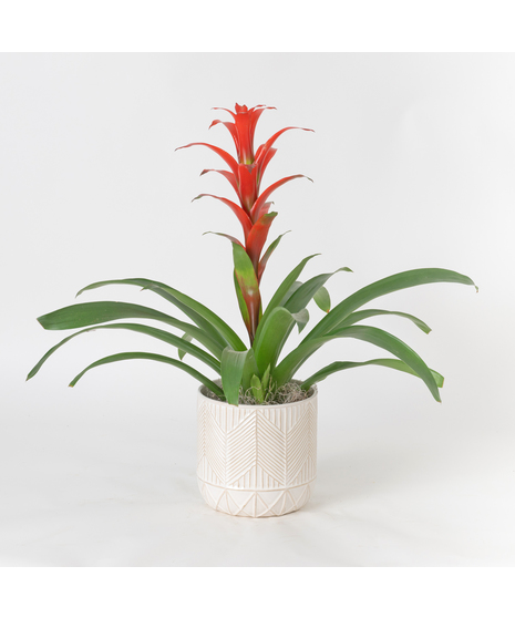 A perfect and glowing Bromeliad blooming plant.