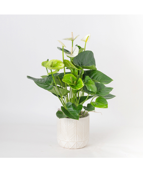 The White Anthurium flowering plant makes a perfect house plant. 