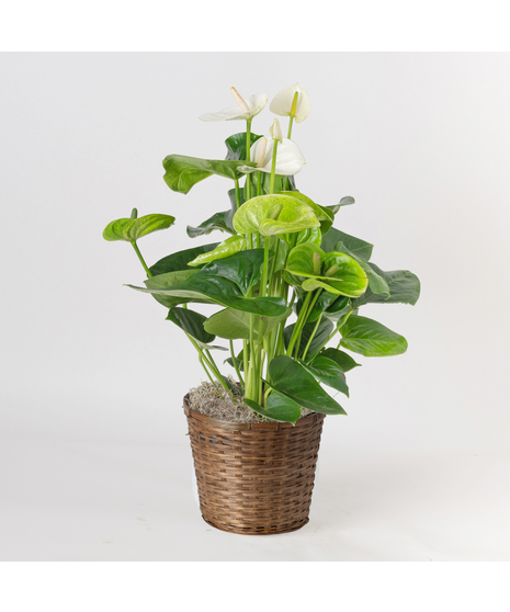 White Anthurium
