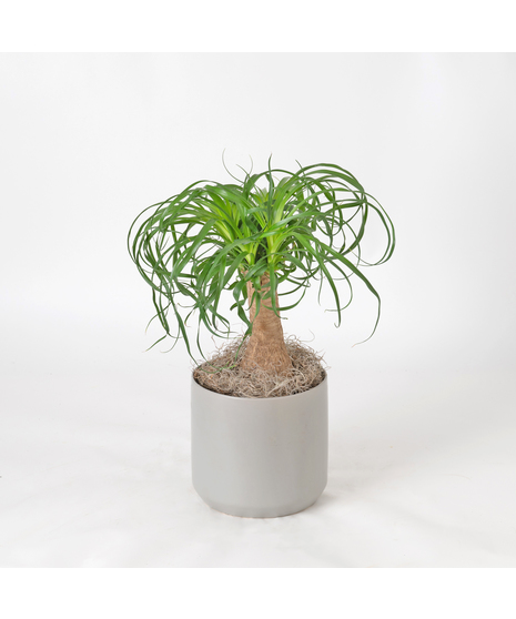 Bring a touch of modern elegance to your space with the Pony Tail Palm in a 6-inch pot.