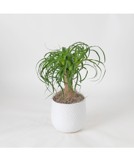Bring a touch of modern elegance to your space with the Pony Tail Palm in a 6-inch pot.