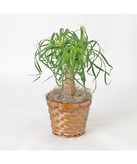 Bring a touch of modern elegance to your space with the Pony Tail Palm in a 6-inch pot.