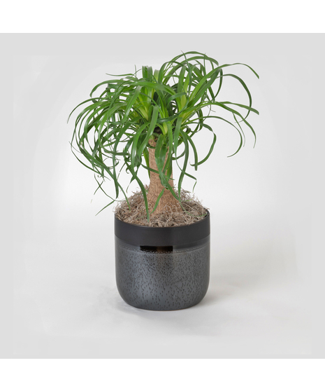 Bring a touch of modern elegance to your space with the Pony Tail Palm in a 6-inch pot.